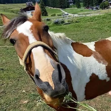 Tatil Evi Casa Gialla Sulle Dolomiti A